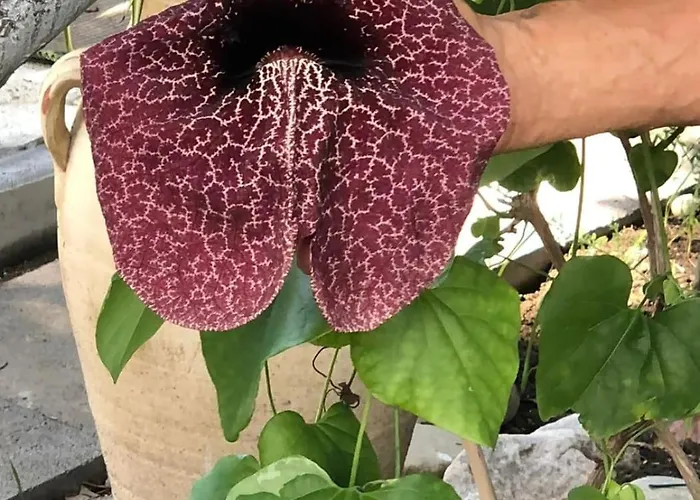 Maison Arci Giardini Naxos