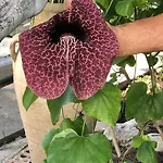 Maison Arci Giardini-Naxos