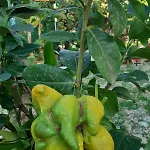 Сasa de vacaciones Maison Arci