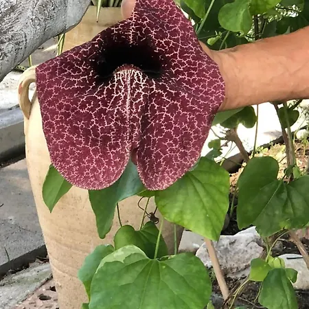 Maison Arci Giardini-Naxos